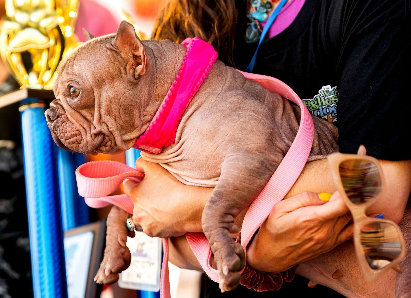 hässlichster hund der welt 2025