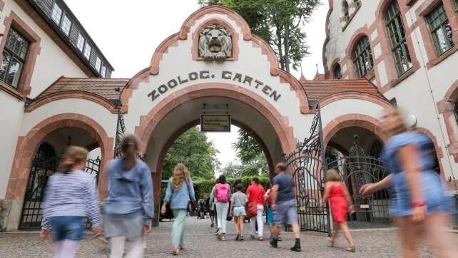 Zoo Leipzig schläfert drei Tigerbabys ein