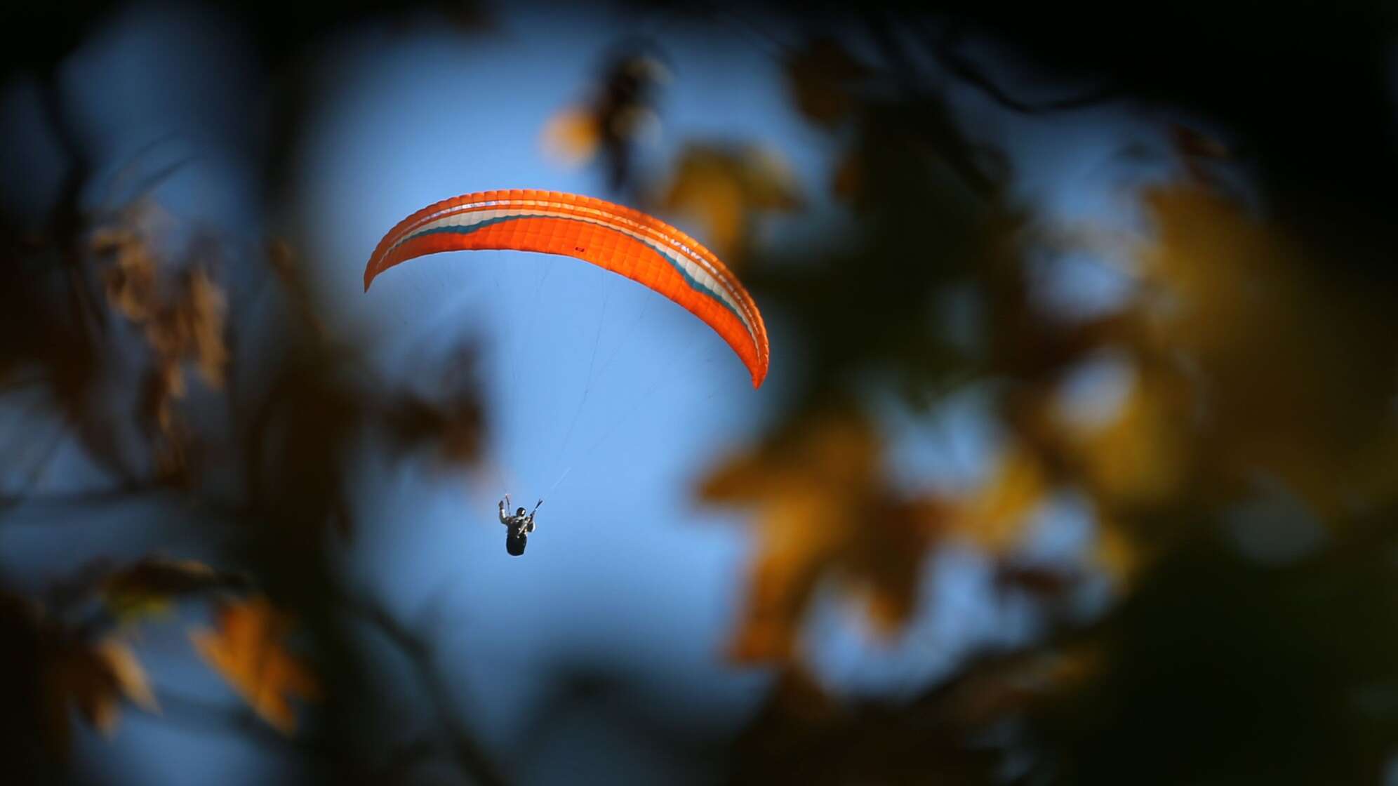 Gleitschirm hinter herbstlichen Bäumen