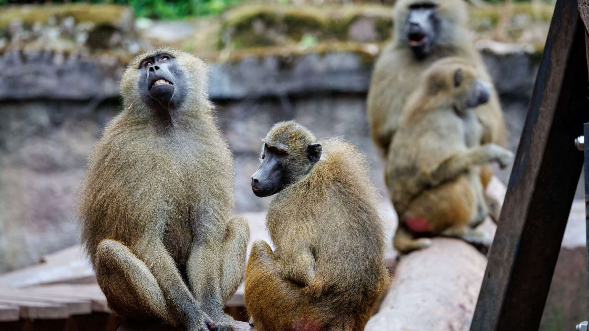 Guinea-Paviane im Tiergarten Nürnberg