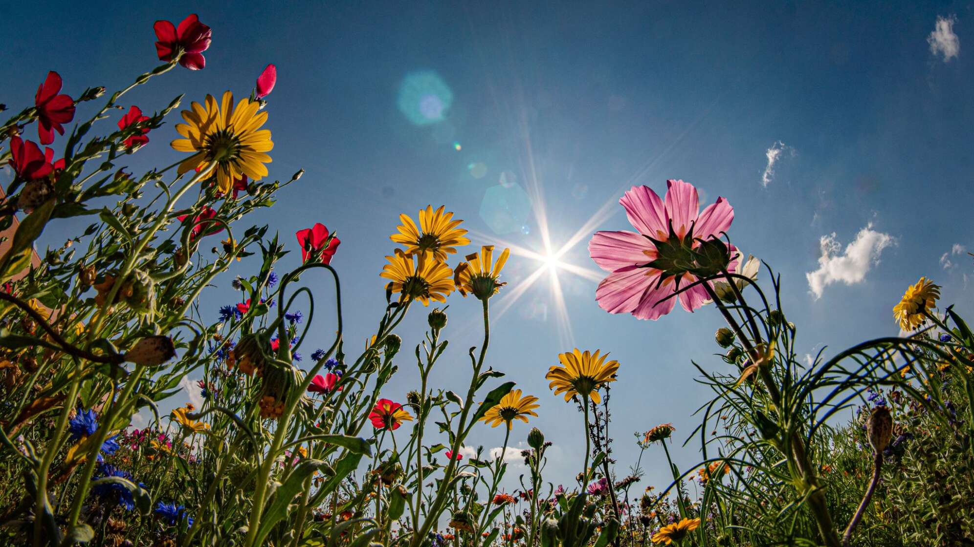 Sonne über dem Blühstreifen