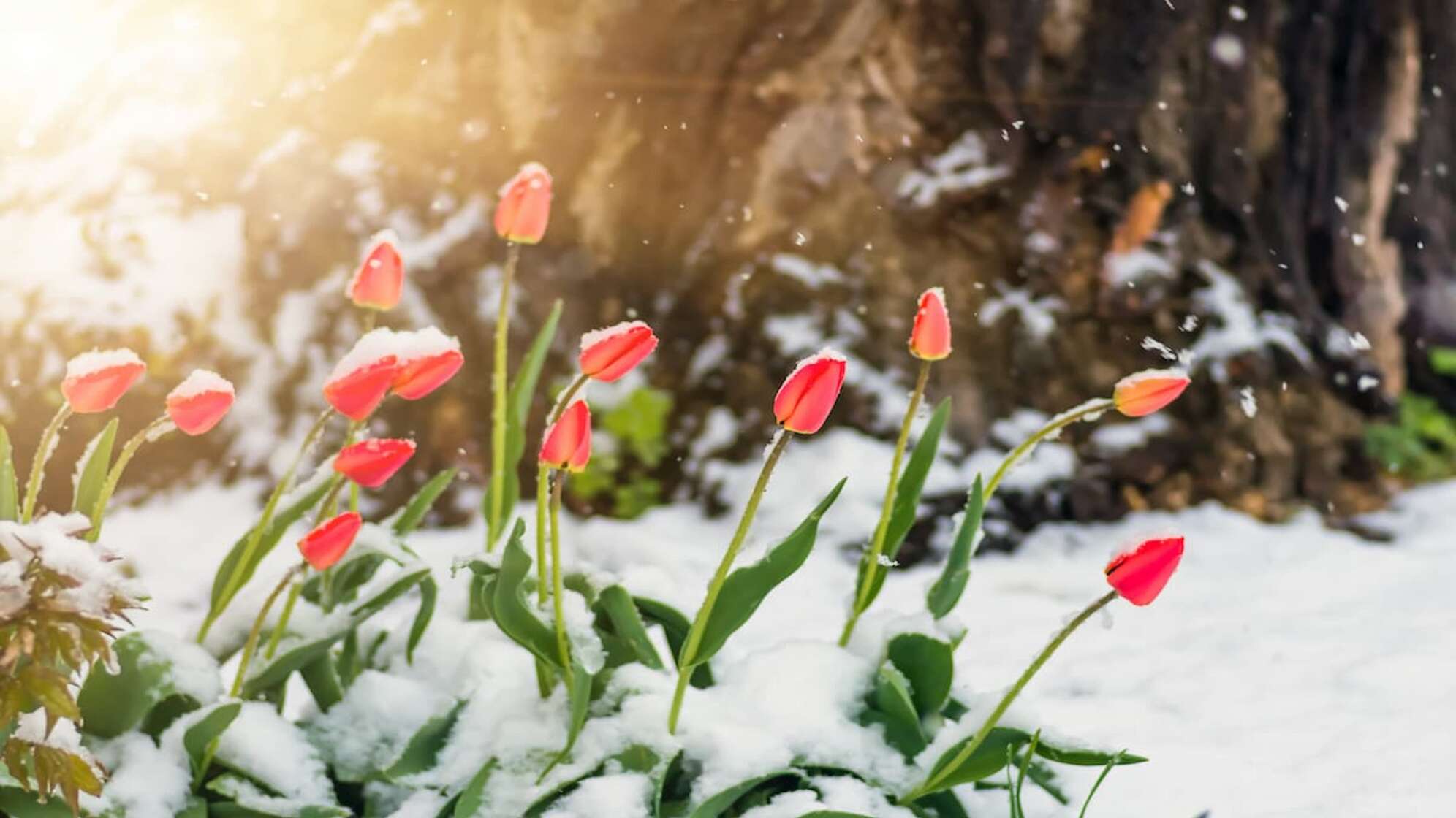 Erneut Schnee? Frühling in Bayern lässt auf sich warten
