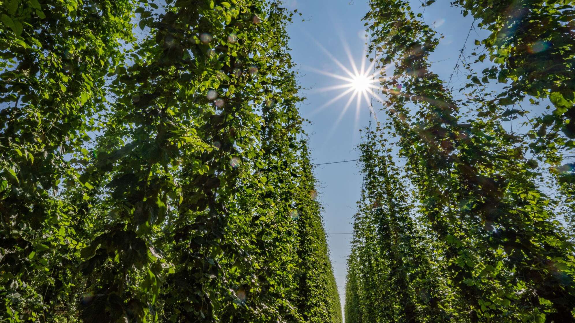 Hopfenanbau in Bayern