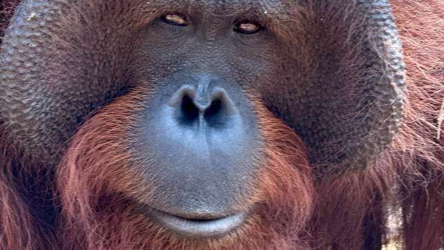 Orang-Utans schützen – vom Frühstück bis zur Fernreise