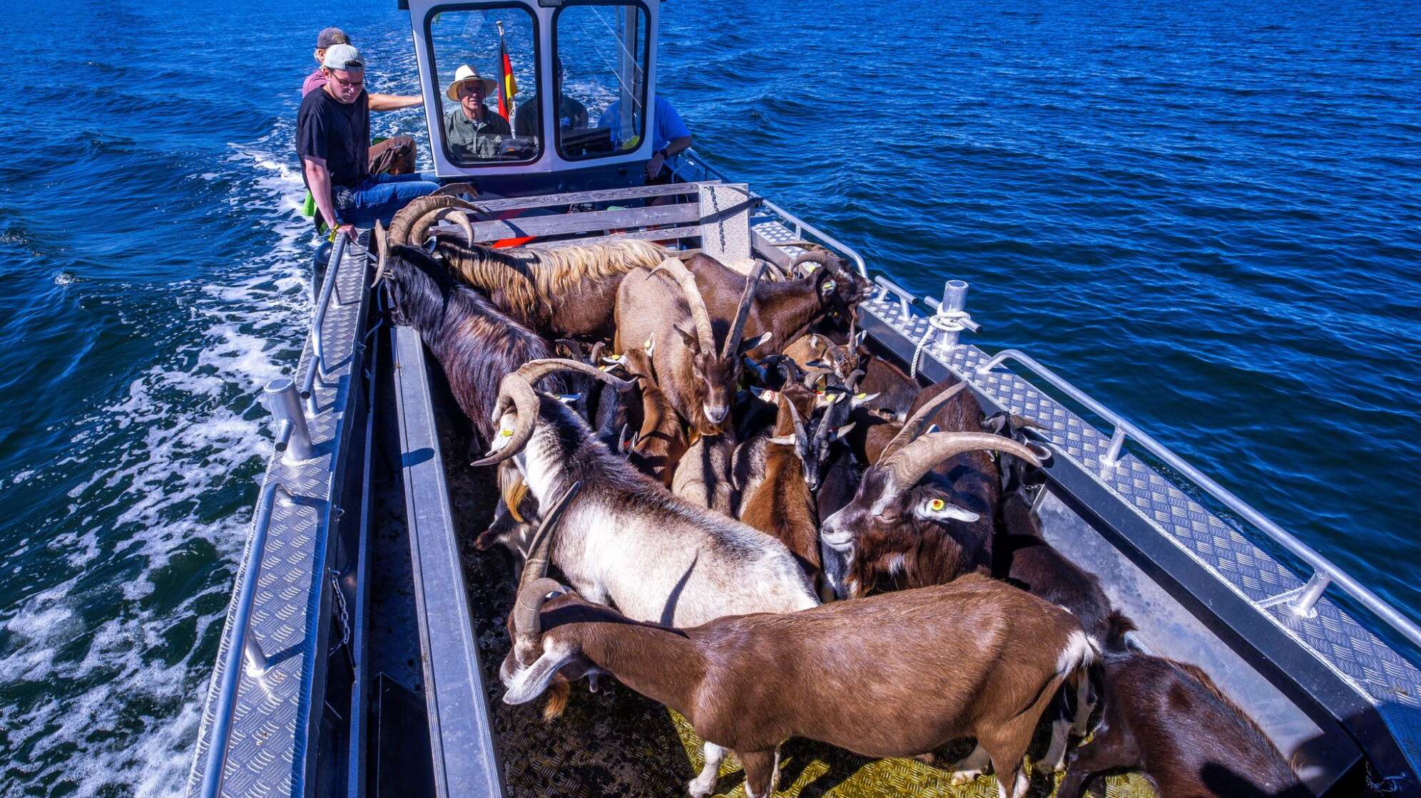 Ziegen ziehen auf Boot zur Insel Walfisch um
