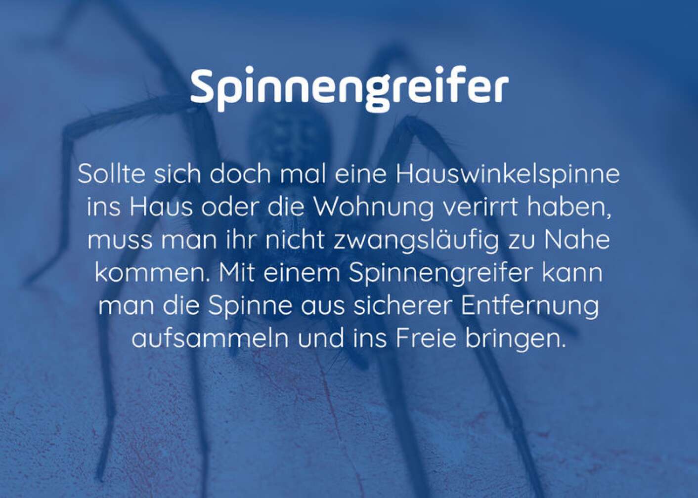 Spinnengitter