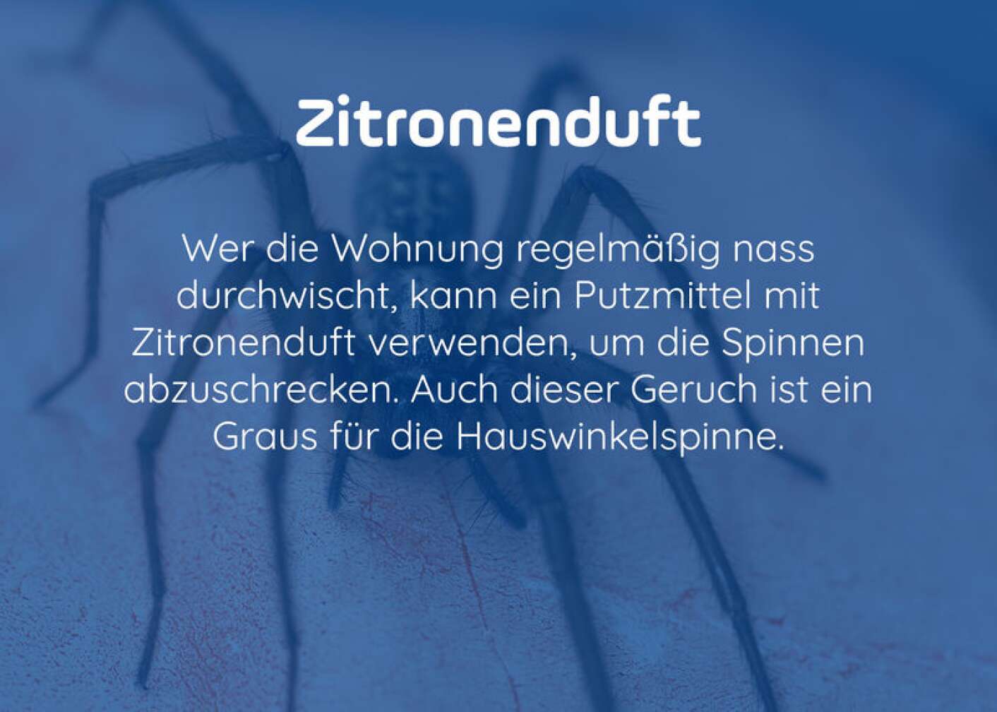 Zitronenduft Spinne