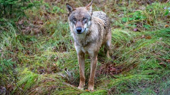 Neues Wolfsgebiet im Fichtelgebirge