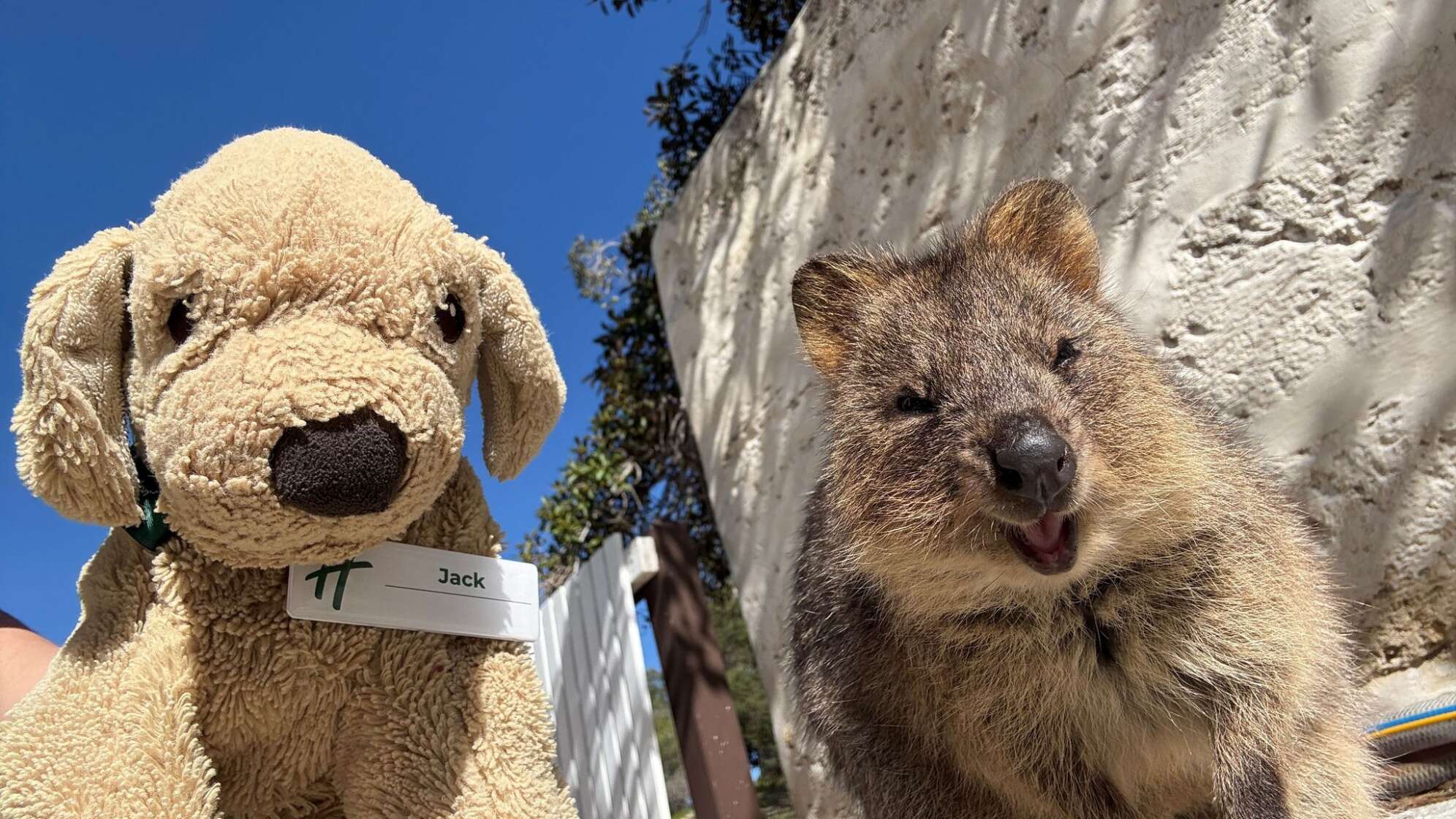 Plüschhund «Jack» in Australien