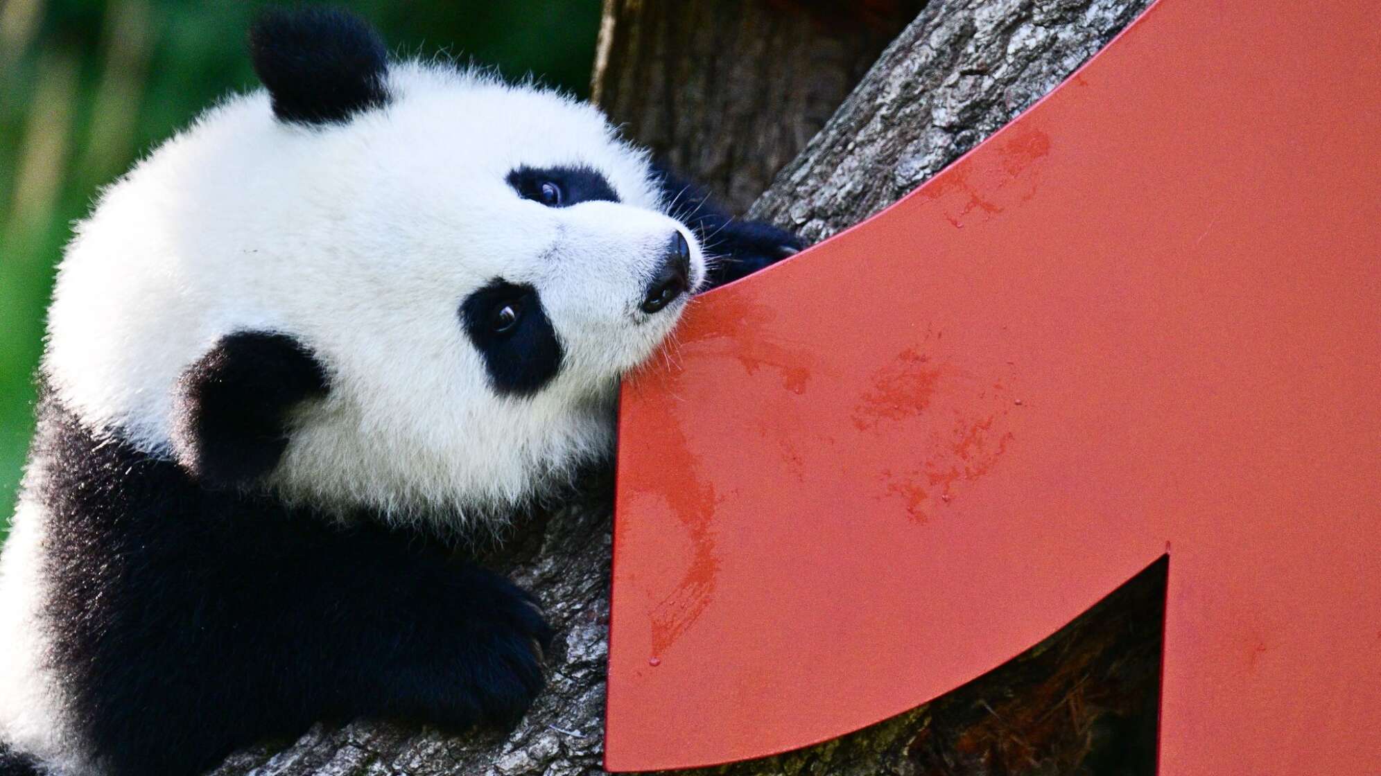 Berliner Pandabären-Zwillinge werden ein Jahr alt