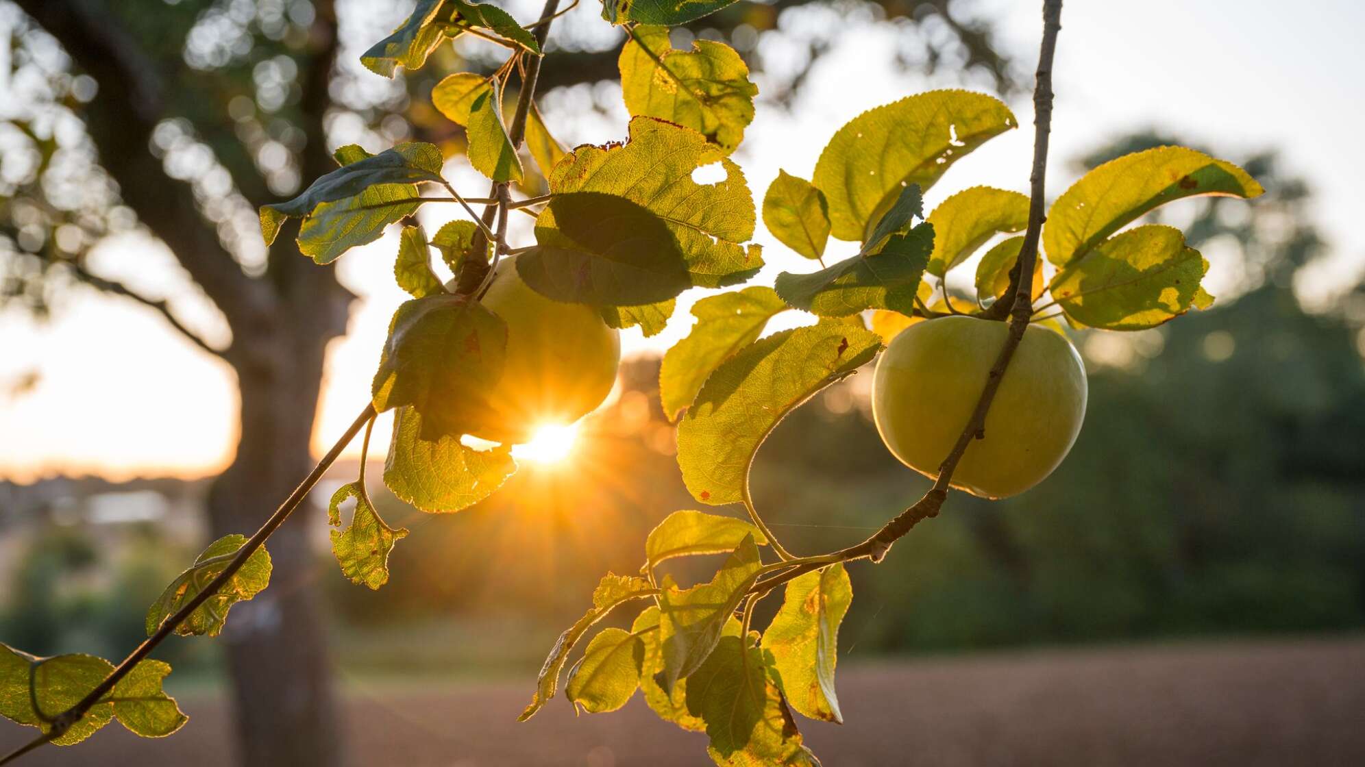 Sonnenaufgang über einer Streuobstwiese
