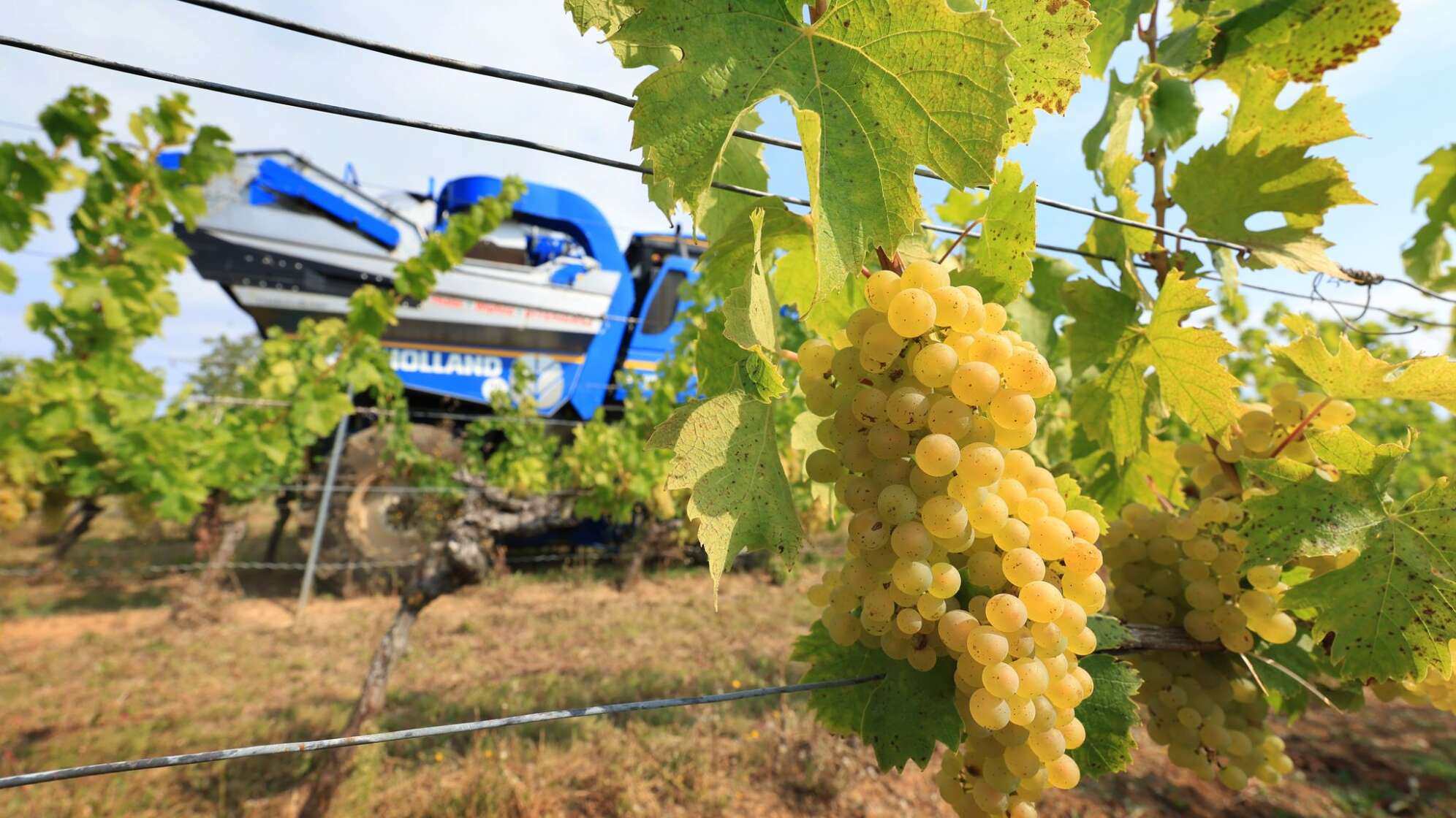 Lese für den Federweißen beginnt