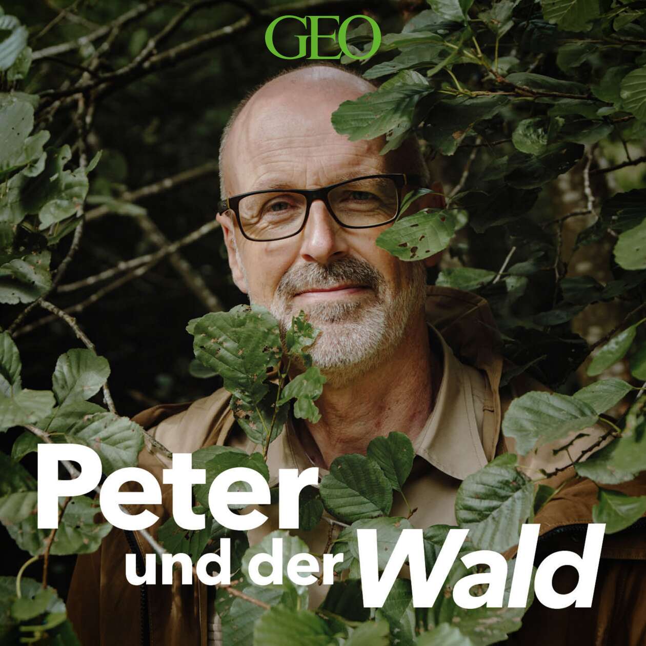 Waldspaziergang - Von der Wurzel bis zur Krone