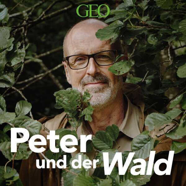 Peter und der Wald