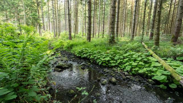 Hunderte Liter Dieselöl fließen von Bauernhof in Bachlauf