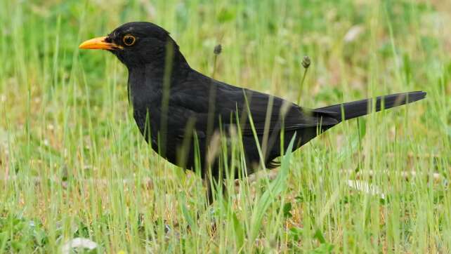 Bevölkerung kann «Vogel des Jahres» wählen