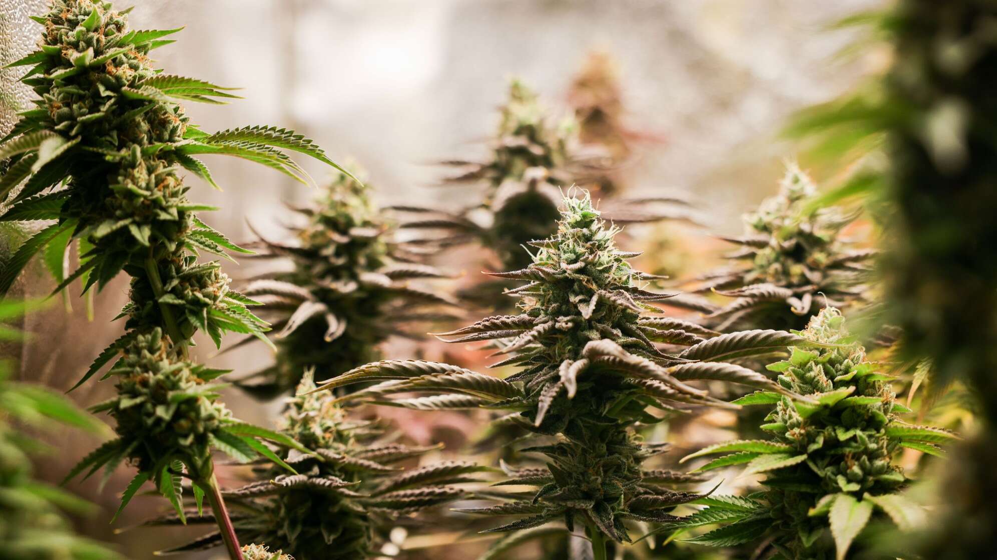 Cannabis (Symbolbild)