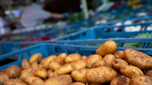 Bayerns Anbaufläche für Kartoffeln wächst