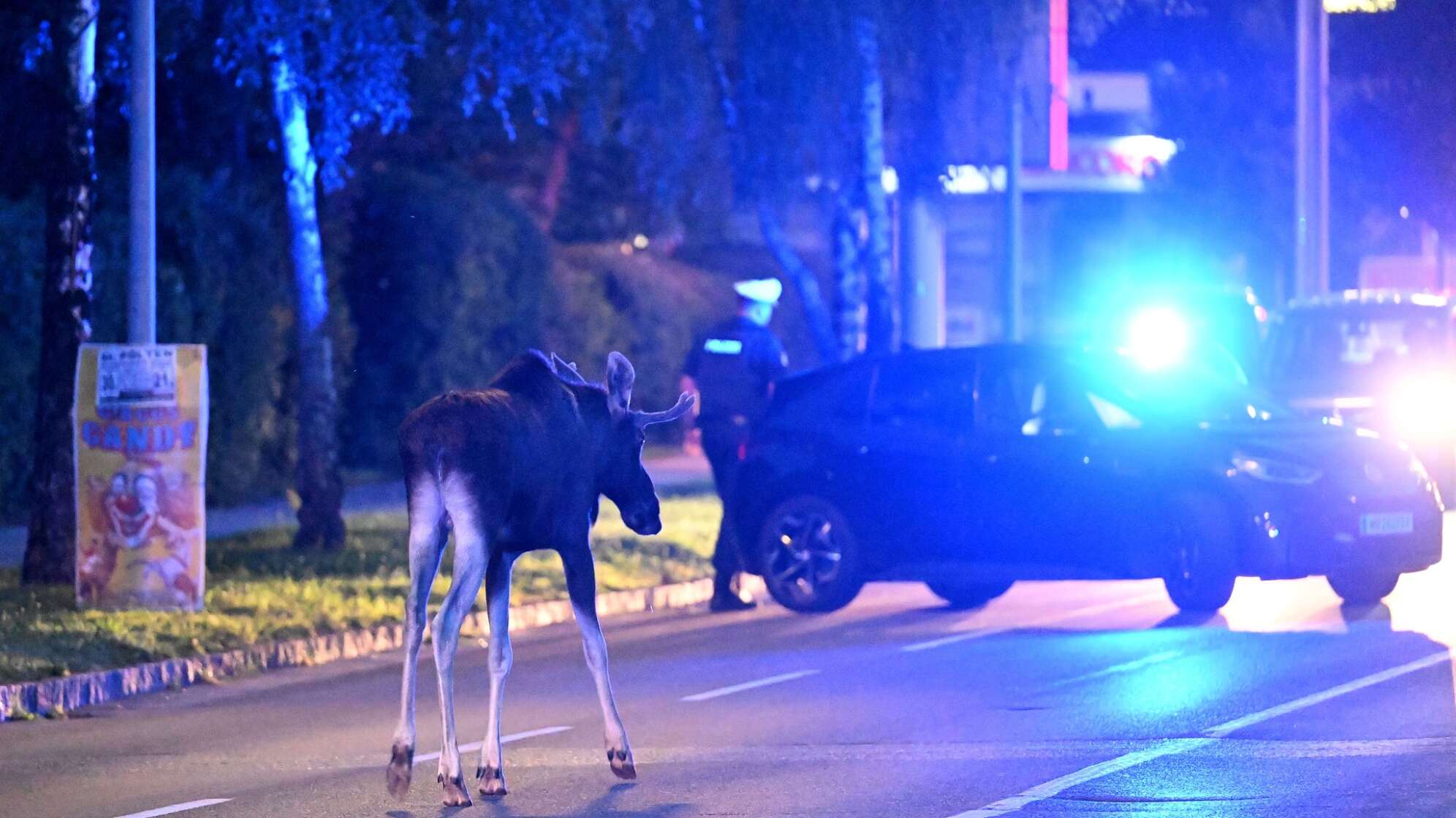 Elch "Emil" in Österreich