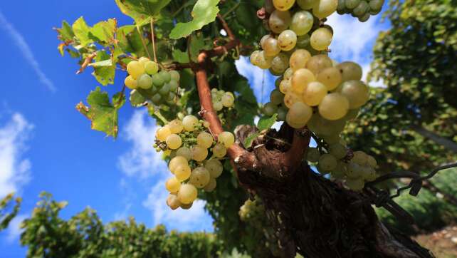 Fränkische Weinlese wird eröffnet - guter Jahrgang erwartet