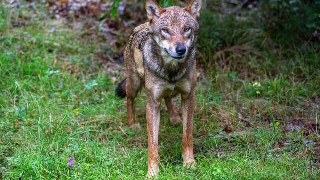 BN: Neues Jagdgesetz erschwert wichtigen Waldumbau