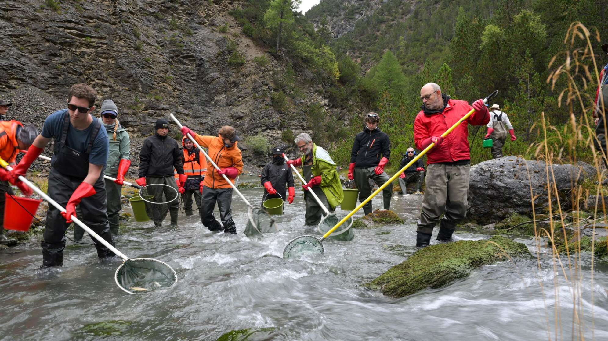 12.000 Fische werden umgesiedelt