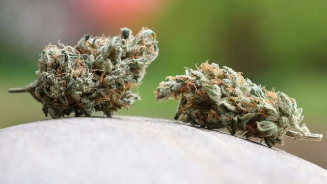 Cannabis-Club gibt nach juristischer Niederlage vorerst auf