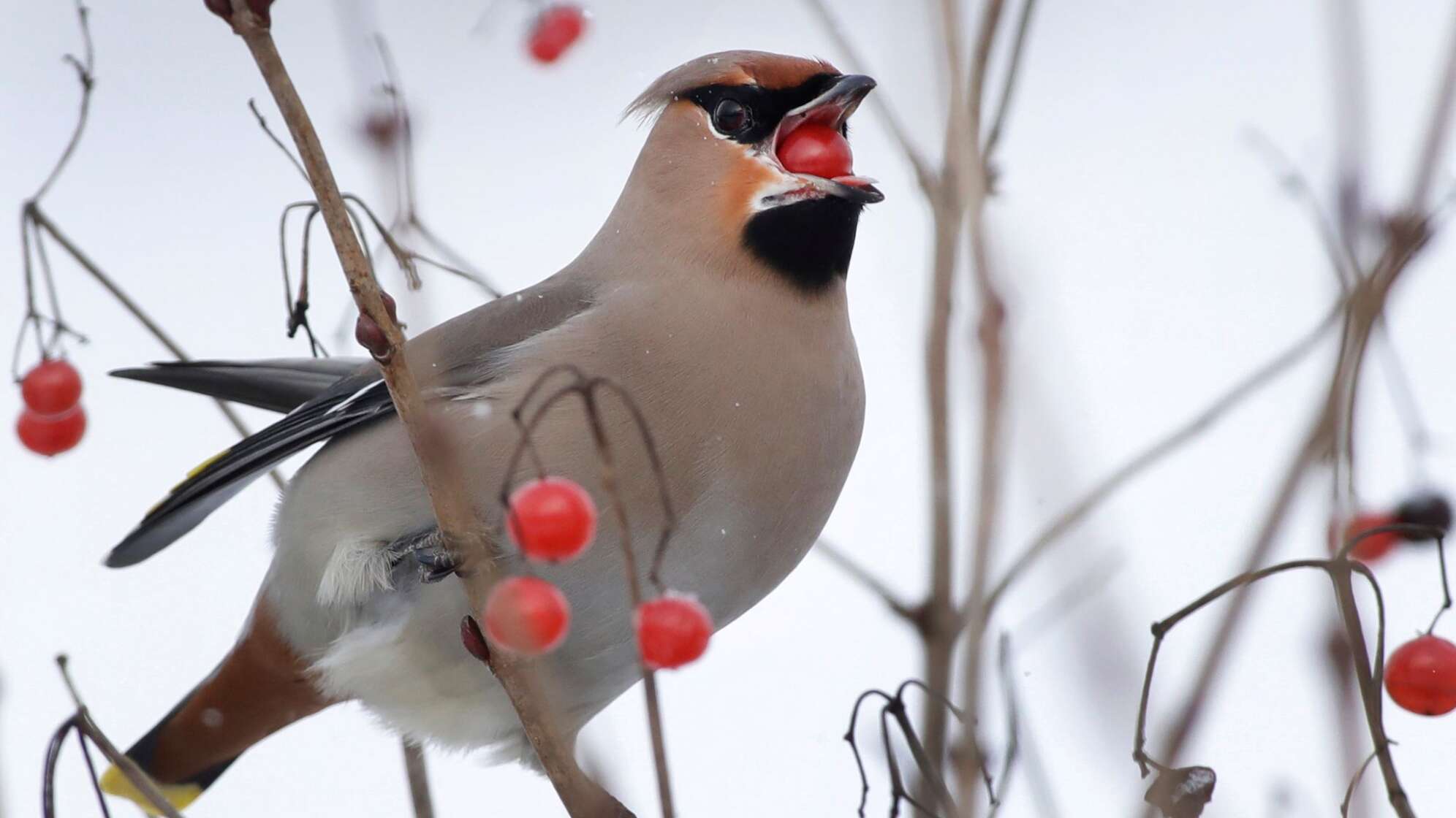 Seidenschwanz im Beerenstrauch