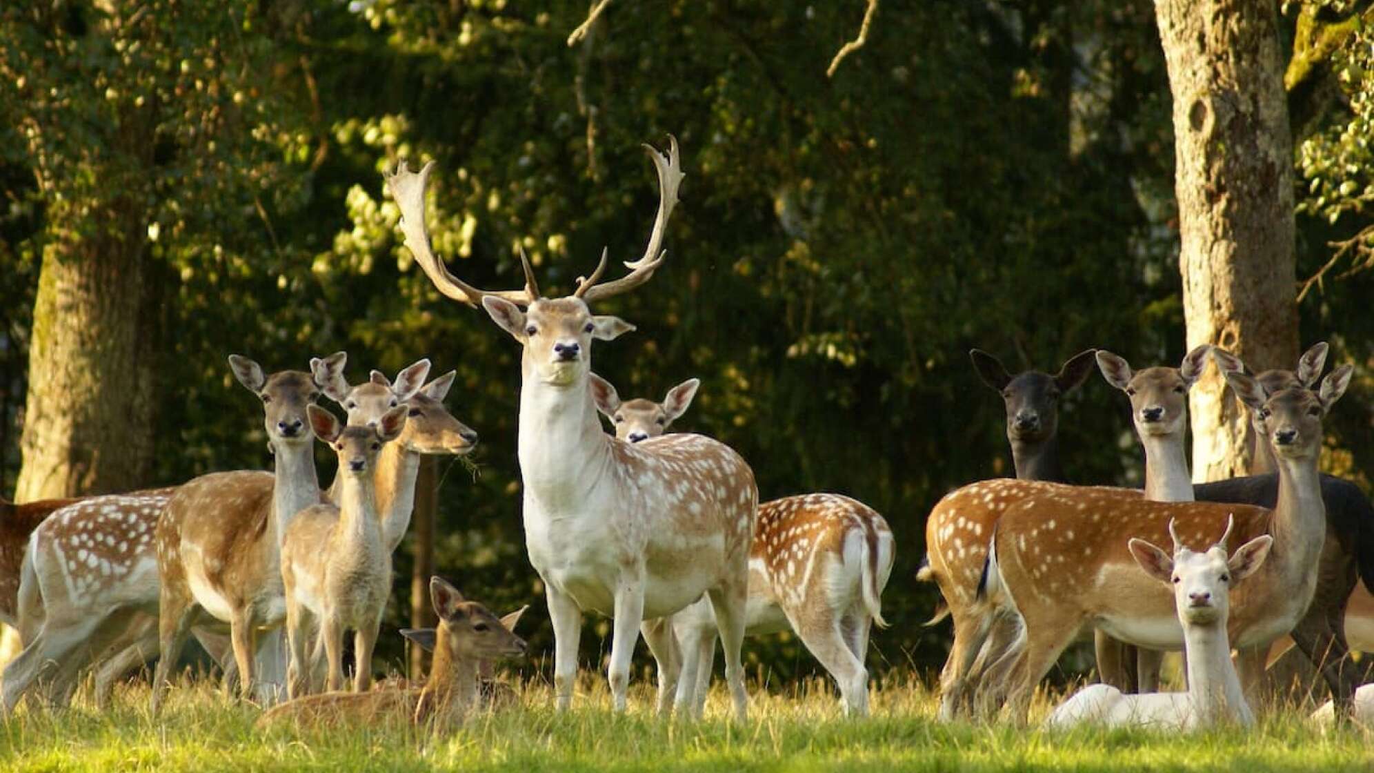 Wildpark Schloss Ortenburg