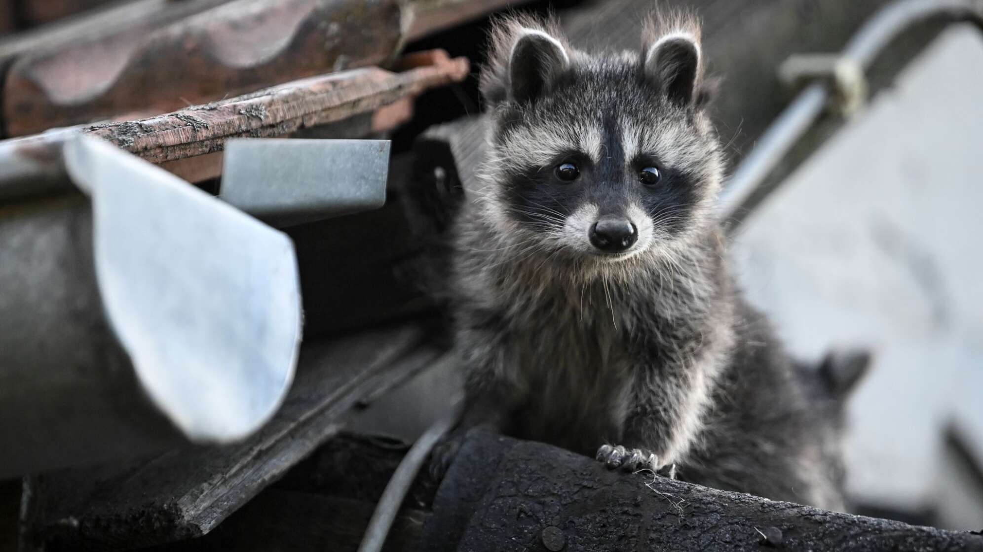Waschbär