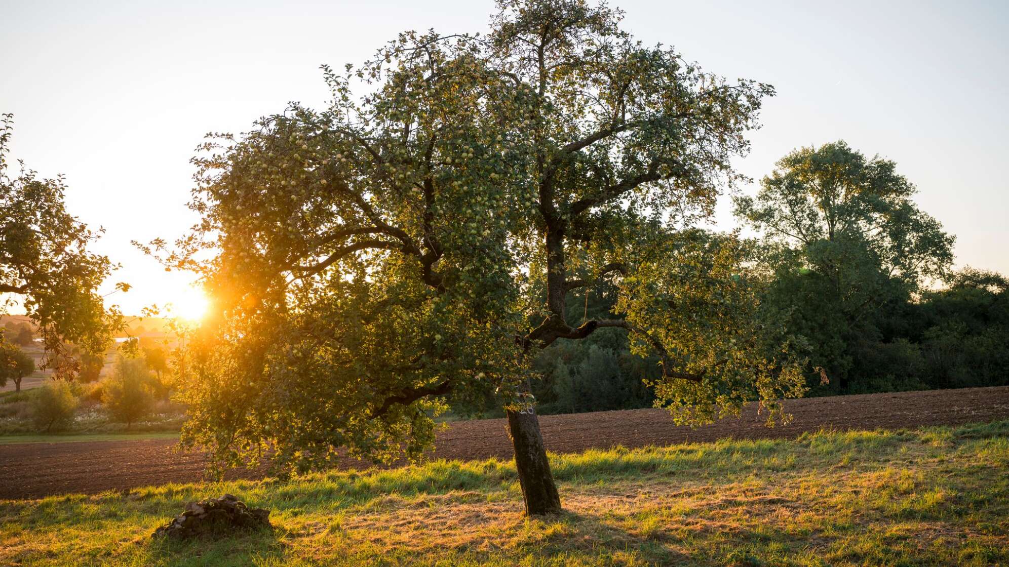 Sonnenaufgang über einer Streuobstwiese