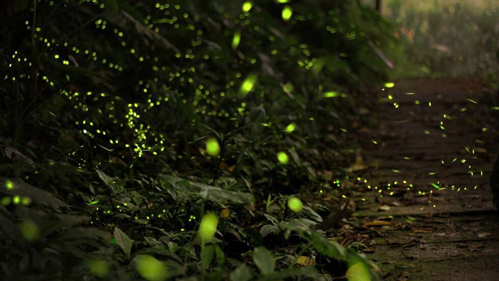 Glühwürmchen Wald