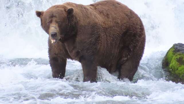 «Fat Bear»-Wahlen: «Chunk» und «Grazer» im Rennen