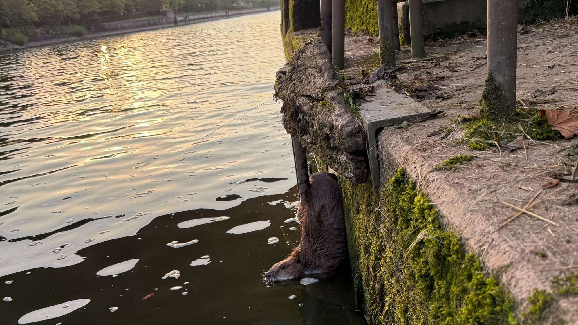 Feuerwehr befreit eingeklemmten Biber