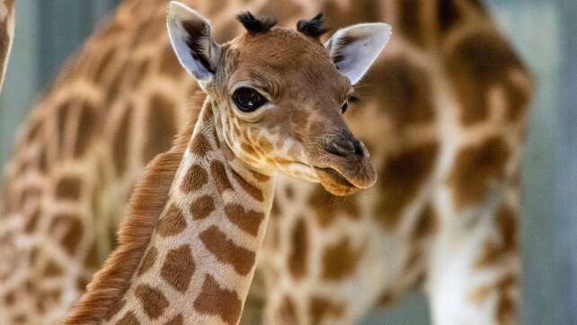 Giraffen-Junges kommt im Pariser Zoo zur Welt