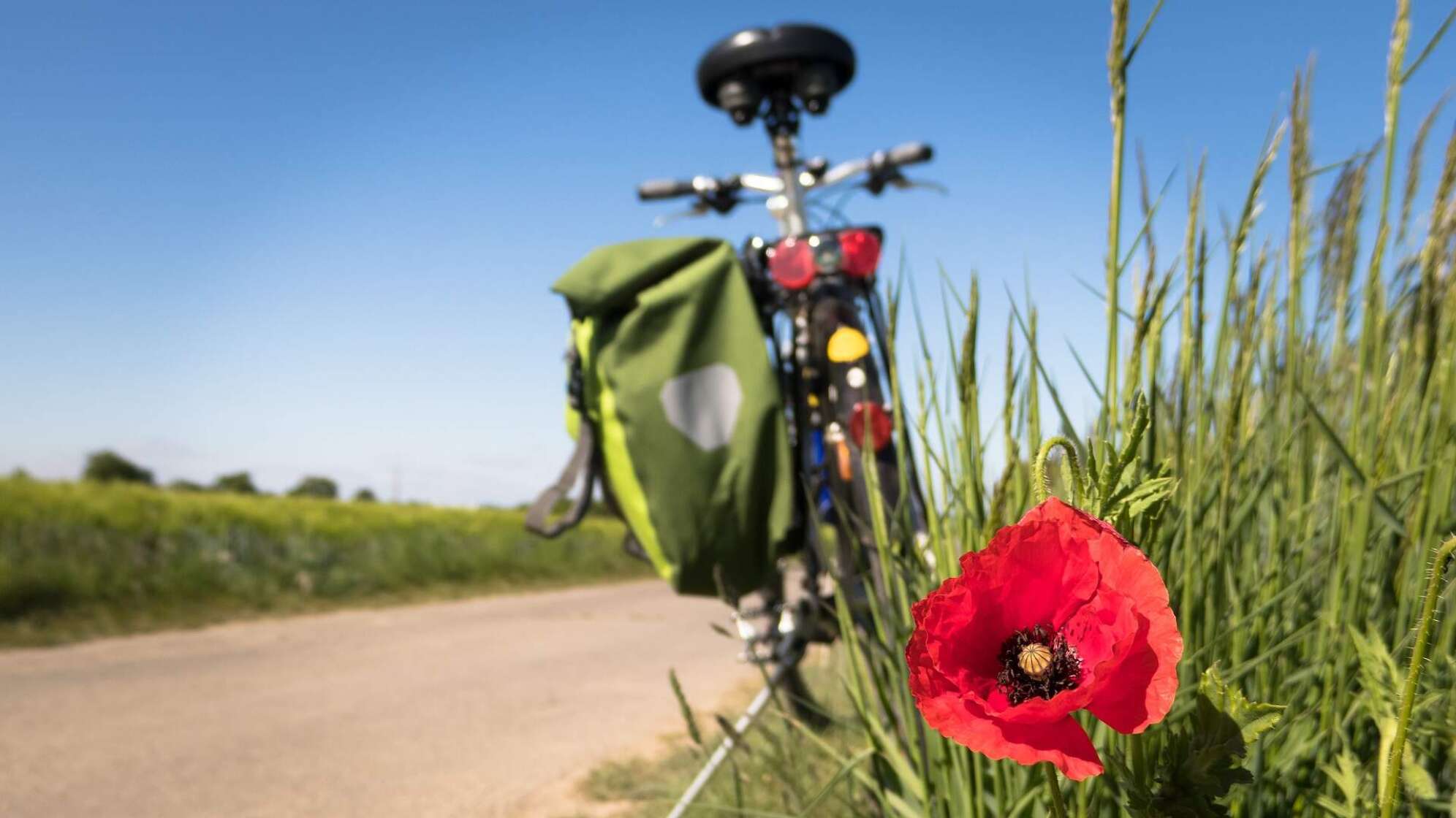 Fahrrad hinter Blume