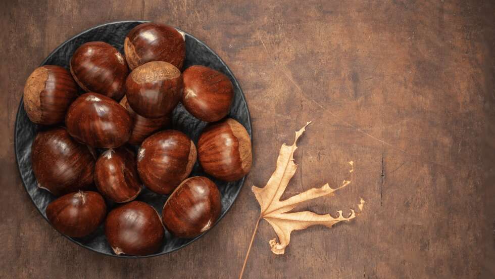 Rosskastanien: 7 Tipps für die unterschätzten Alleskönner