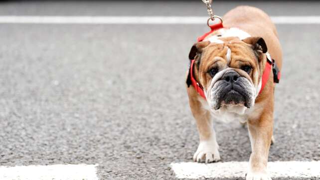 Superstar Hamilton in großer Sorge: Bulldogge Roscoe im Koma