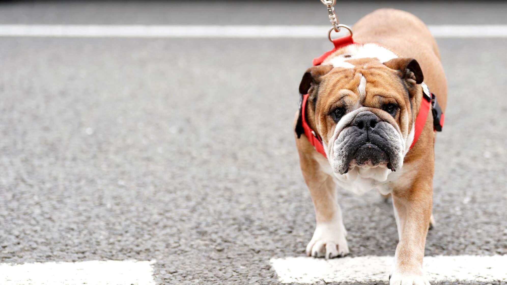 Hamiltons Hund Roscoe