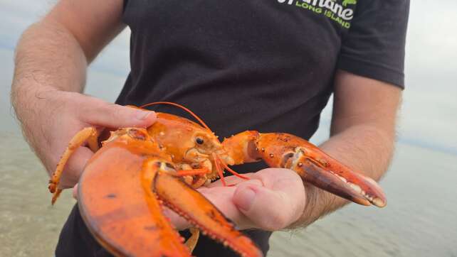 Seltener oranger Hummer aus Supermarkt in New York gerettet