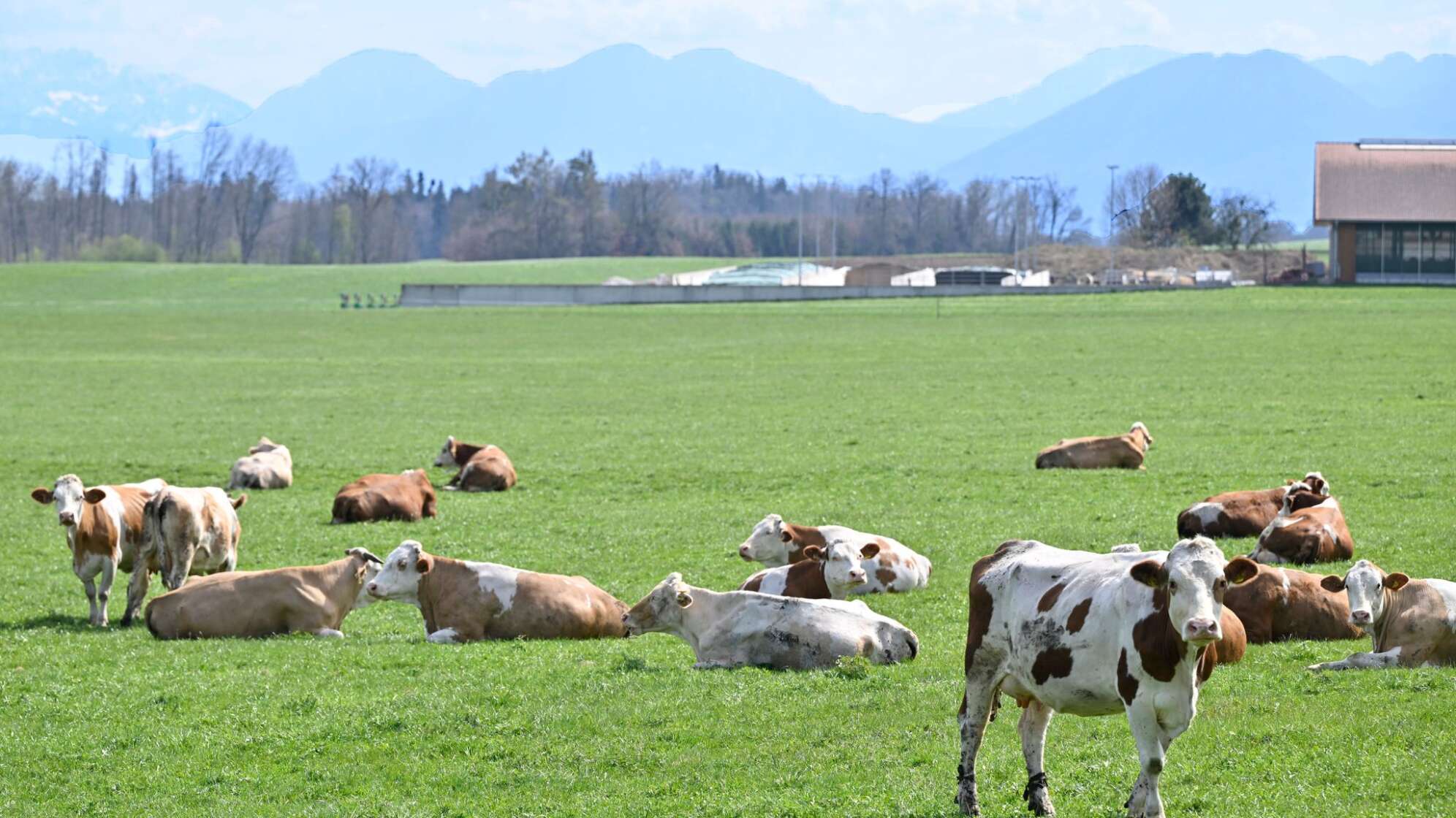 Rinder in Oberbayern