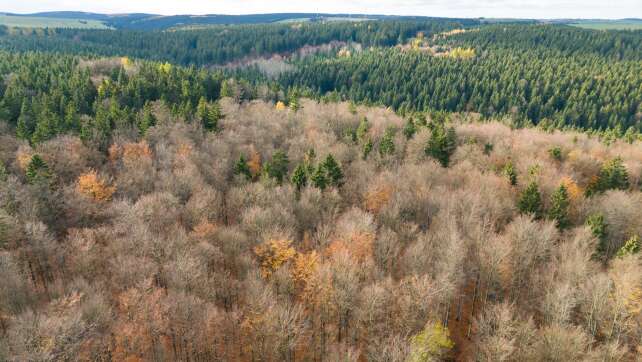 Natur als Verbündete: Was Schneider beim Klimaschutz plant