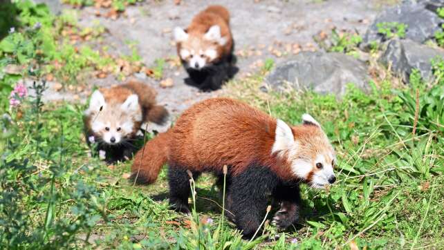 Zwillingsnachwuchs bei seltenen Kleinen Pandas in Hannover