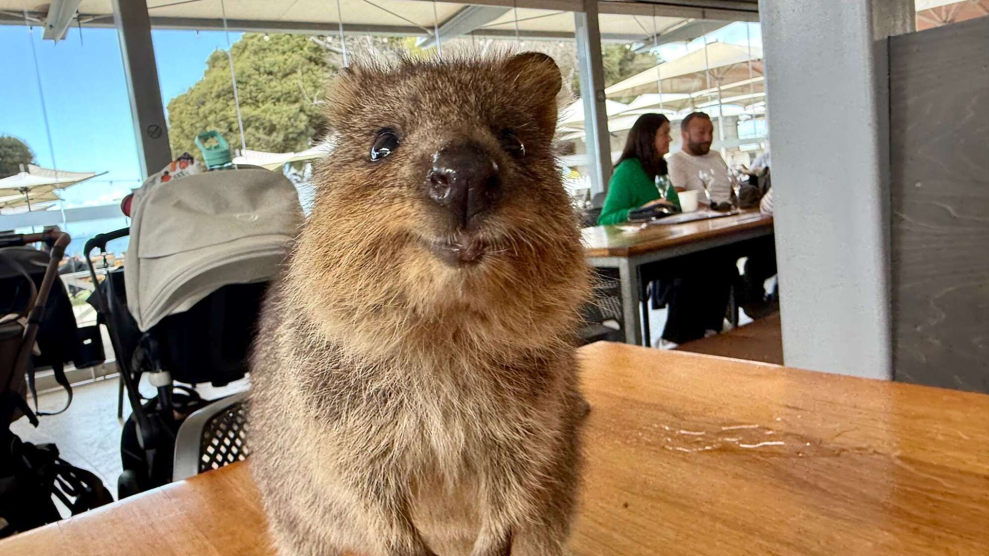 Quokkas auf Rottnest Island