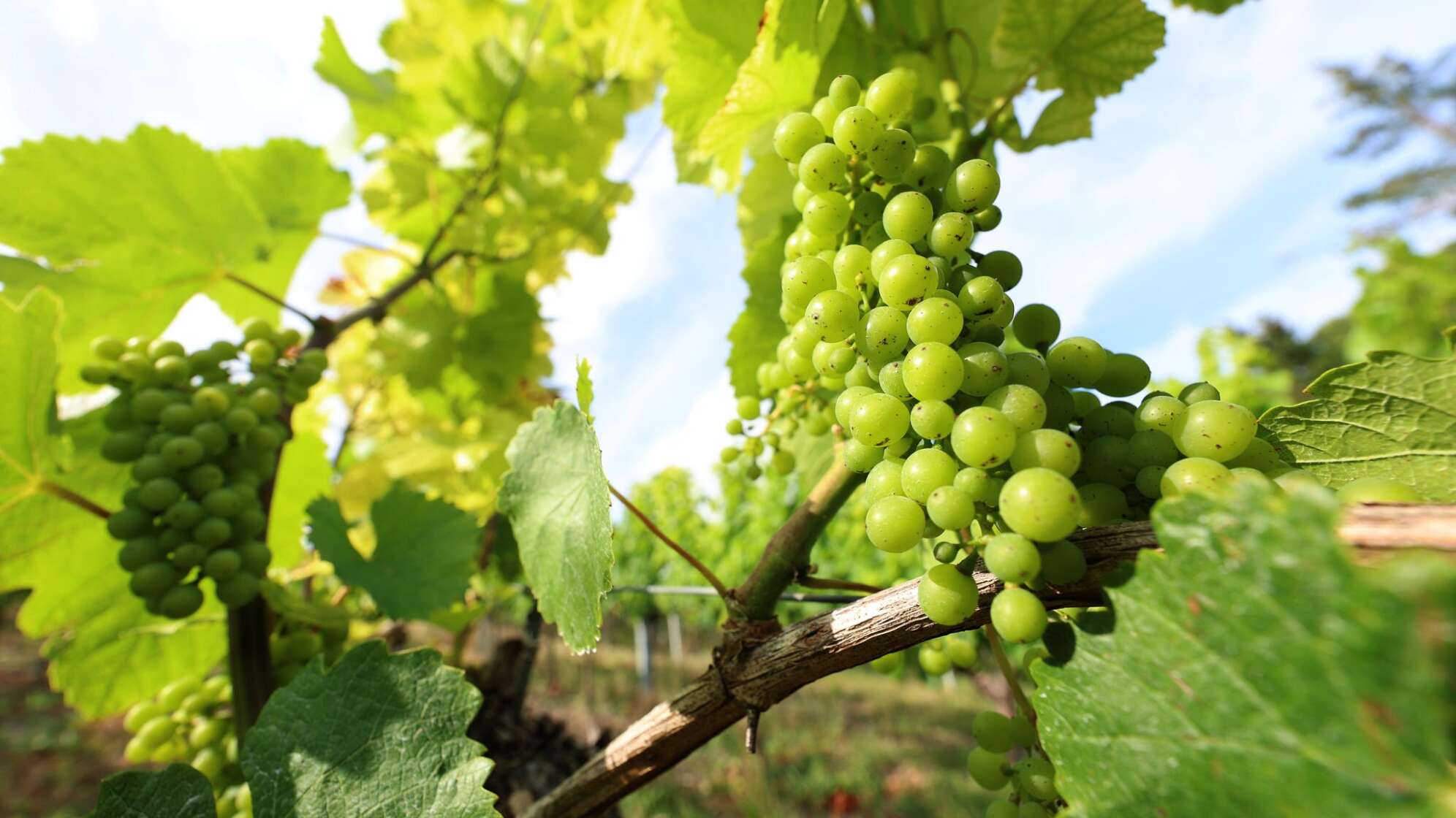 Fränkische Weinlese