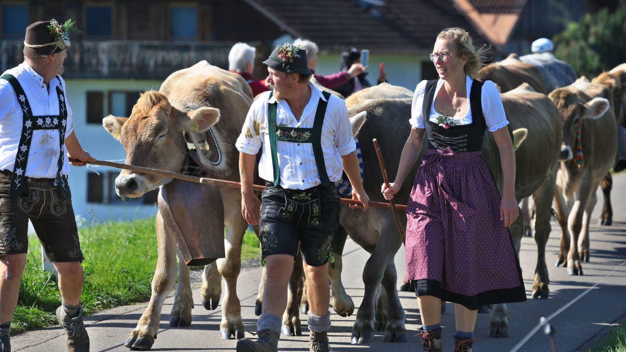 Viehscheid im Allgäu