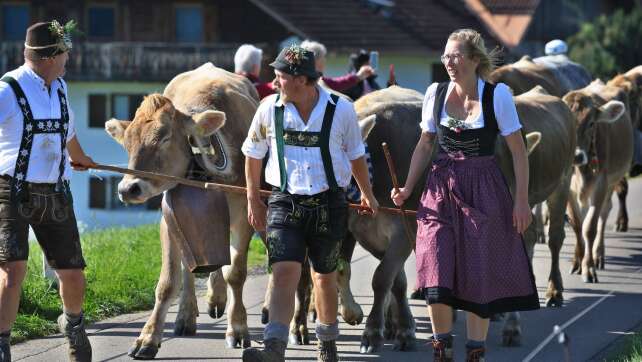 Viehscheid 2026 im Allgäu: Termine, Hintergründe und Herausforderungen des Alpsommers