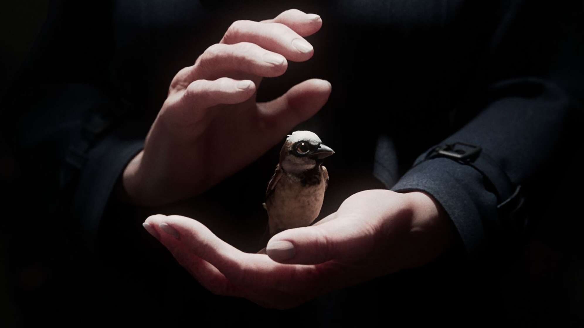 Kurzfilm «A Sparrow's Song»