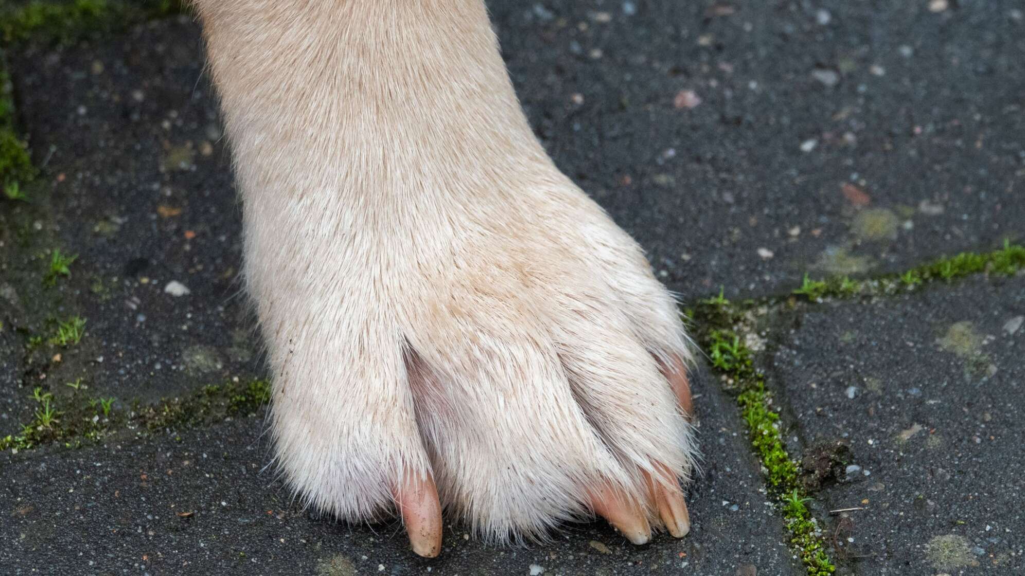 Hundepfote