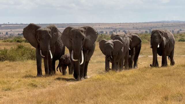 Politiker in Simbabwe stirbt nach Verkehrsunfall mit Elefant